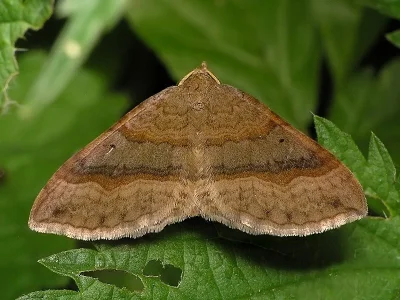 Scotopteryx chenopodiata