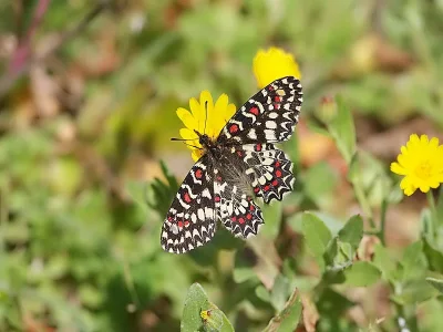 Zerynthia (Zerynthia) rumina