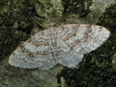 Hydrelia sylvata