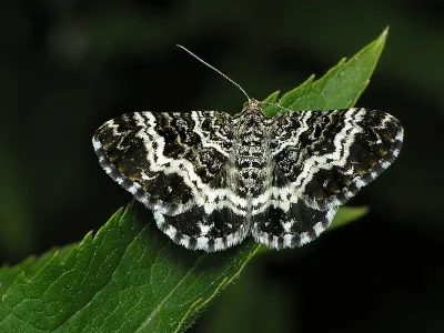 Epirrhoe tristata