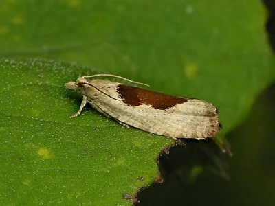Epinotia solandriana