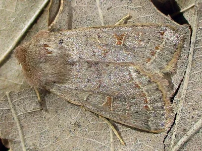Orthosia (Monima) cerasi