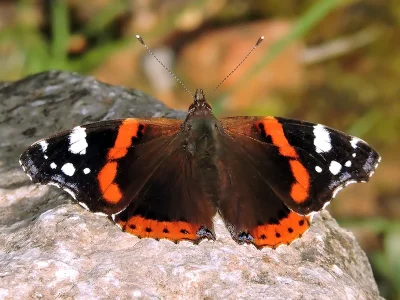 Vanessa atalanta