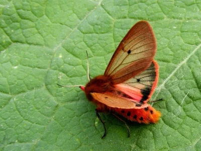 Phragmatobia fuliginosa