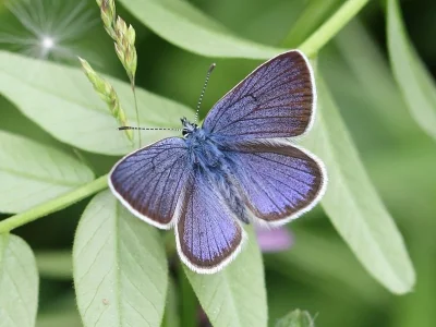 Cyaniris semiargus