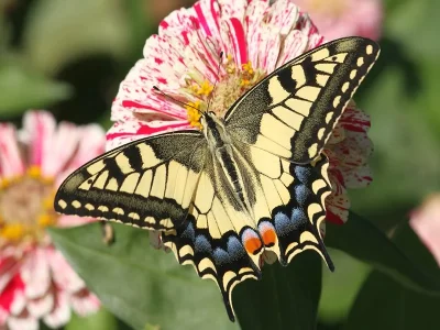 Papilio (Papilio) machaon