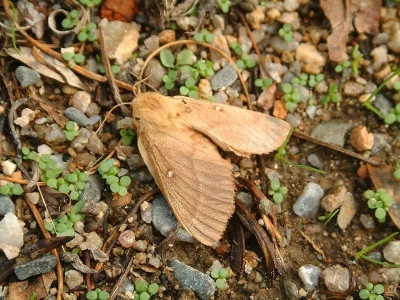 Lasiocampa (Pachygastria) trifolii