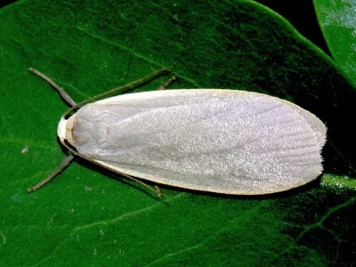 Eilema (Collita) griseola