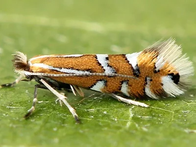 Phyllonorycter anderidae