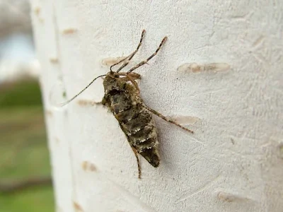 Agriopis aurantiaria