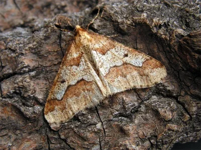 Erannis defoliaria