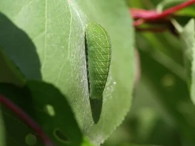 Iphiclides podalirius