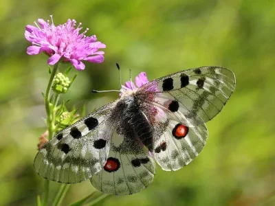 Parnassius (Parnassius) apollo
