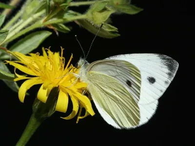 Pieris balcana