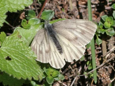 Pieris (Artogeia) bryoniae
