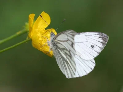 Pieris (Artogeia) bryoniae
