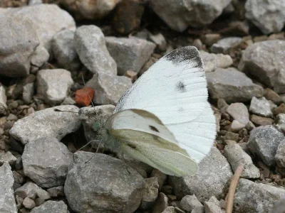Pieris (Artogeia) mannii