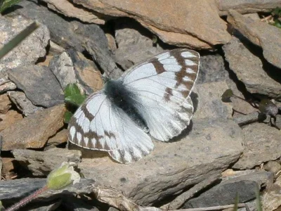 Pontia callidice