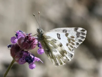 Pontia chloridice