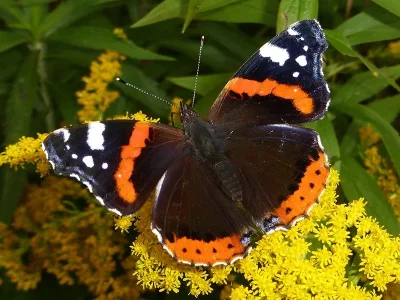 Vanessa atalanta
