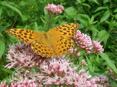 Argynnis (Argynnis) paphia