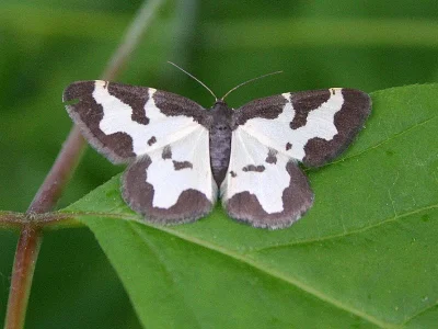 Lomaspilis marginata