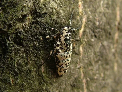 Erannis defoliaria