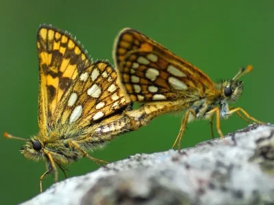 Carterocephalus palaemon
