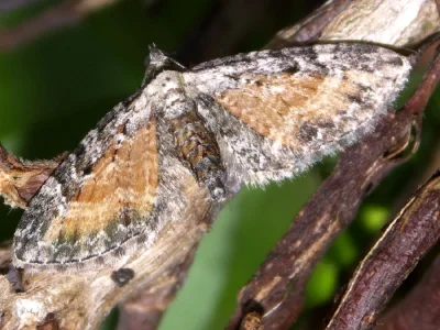 Eupithecia icterata
