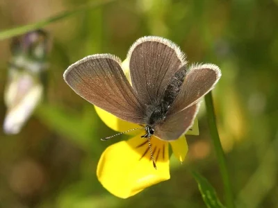 Cupido (Cupido) minimus