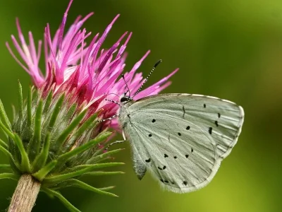 Celastrina (Celastrina) argiolus