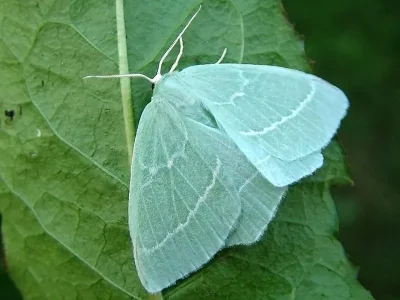 Hemistola chrysoprasaria