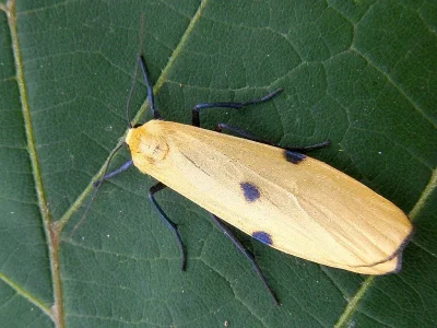 Lithosia quadra