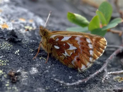 Boloria (Clossiana) chariclea
