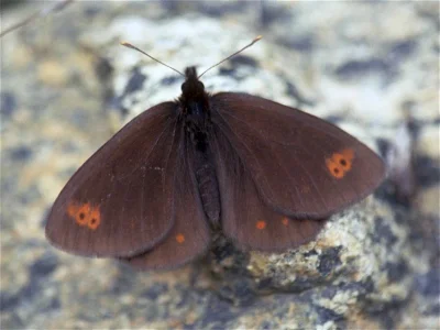 Erebia polaris