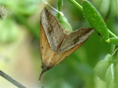 Hypena (Ophiuche) lividalis