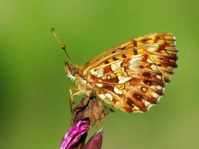 Boloria (Clossiana) dia