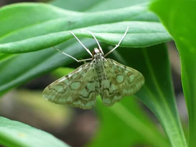 Elophila (Elophila) nymphaeata