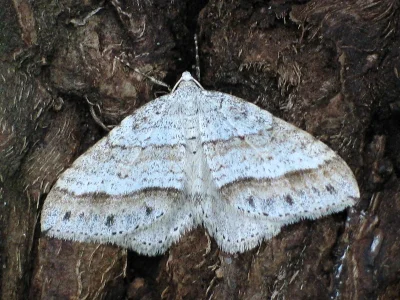 Mesotype parallelolineata