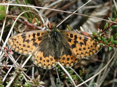 Boloria (Clossiana) freija