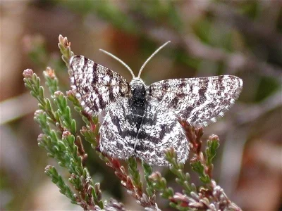 Macaria carbonaria