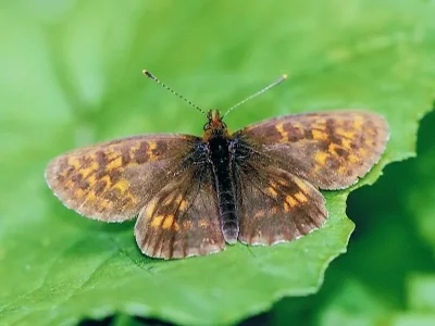 Boloria (Clossiana) thore