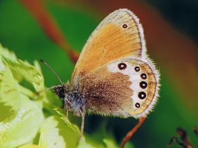 Coenonympha gardetta
