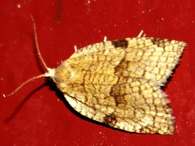 Lozotaenia forsterana