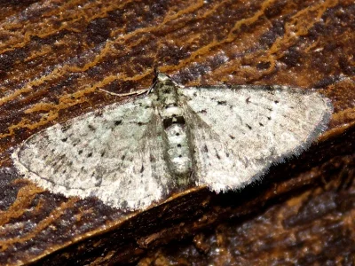 Pasiphila debiliata