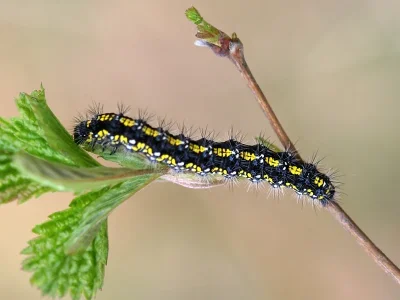 Callimorpha dominula