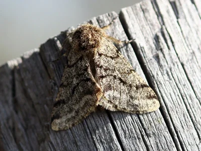 Phigalia pilosaria