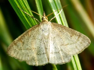 Psammotis pulveralis