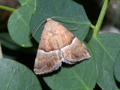 Odice suava
