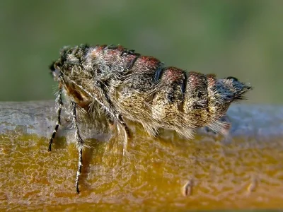 Apocheima hispidaria